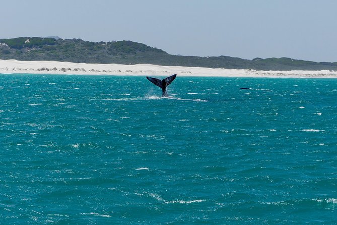 Whale Watching Tour from Cape Town - 8:00 am start, 9-hour day, and how the pace actually works