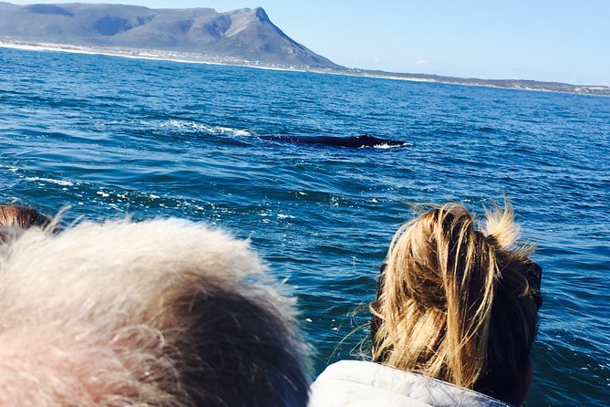 Whale Watching Tour in Hermanus with Hotel Pickup - Hotel pickup and the private-group advantage (you’ll feel it all day)