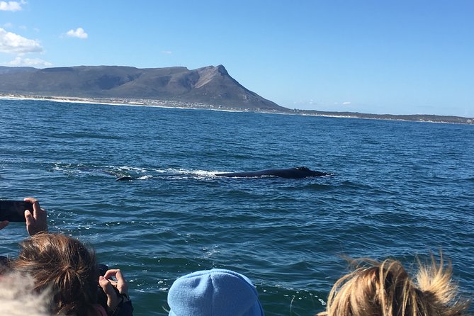 Whale Watching Tour in Hermanus with Hotel Pickup - Betty’s Bay for penguins: a quick add-on that changes the day