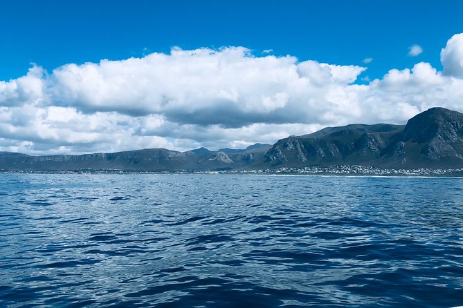 Whale Watching Tour in Hermanus with Hotel Pickup - Season and odds: how to set expectations without ruining the fun