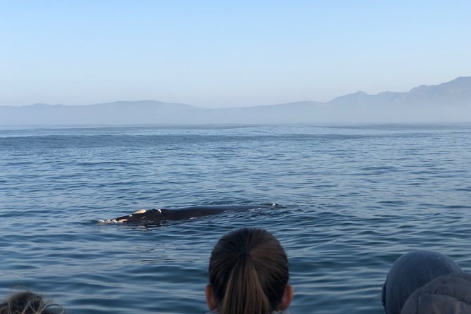 Whale Watching Tour in Hermanus with Hotel Pickup - Price and value: what you get for about $215 per person