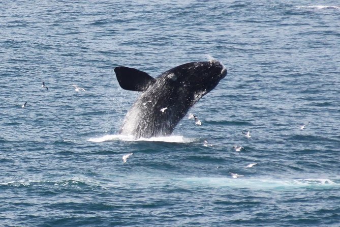 Whale Watching Walking Tours (Land-Based) - from JUNE 2025 - Why land-based whale watching in Hermanus feels different