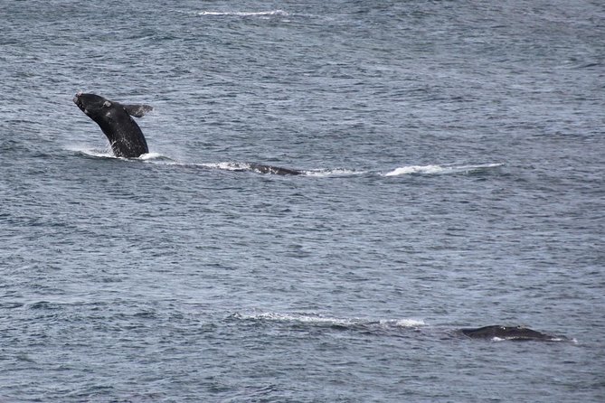 Whale Watching Walking Tours (Land-Based) - from JUNE 2025 - The coastal walk: 5 to 7 viewpoints, calm pace, and real angles