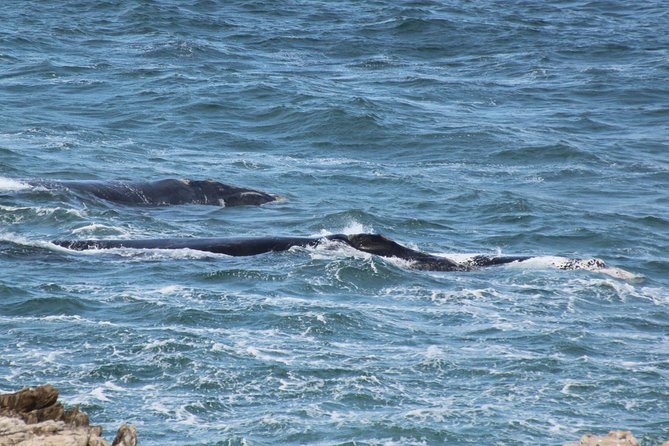 Whale Watching Walking Tours (Land-Based) - from JUNE 2025 - Marine life beyond whales, so the whole day has meaning