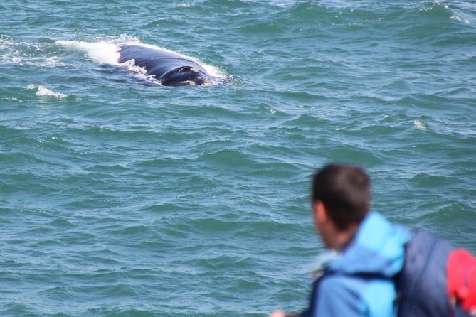 Whale Watching Walking Tours (Land-Based) - from JUNE 2025 - How much time you actually spend there