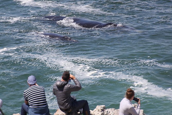 Whale Watching Walking Tours (Land-Based) - from JUNE 2025 - The private guide and private vehicle, what it buys you