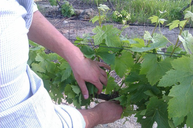 Wijntoer - Reserve tour with a winemaker! - Mitre’s Edge Wine Estate and Lola’s Cheese and Wine Pairing