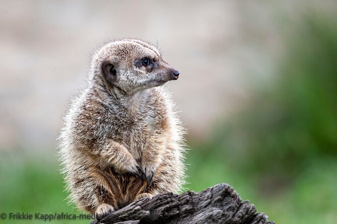 Wild Cat Experience Tour - The cats you’ll see, and what to watch for in each enclosure