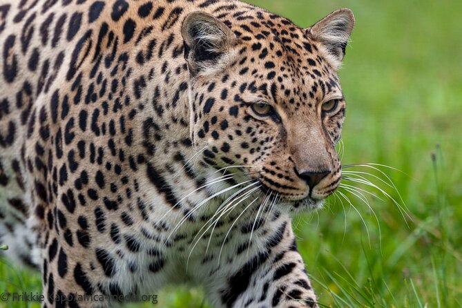Wild Cat Experience Tour - Cheetah, leopard, and lions: pacing you through the biggest hitters