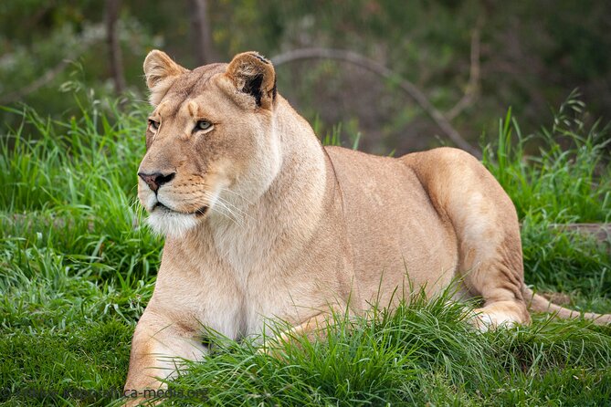 Wild Cat Experience Tour - More wildlife beyond cats: penguin splash pool, meerkats, and marabou storks