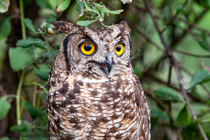 Wild Cat Experience Tour - Rain gear, weather rules, and how to dress for a one-hour walk