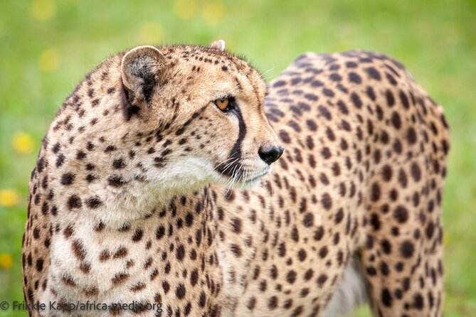Wild Cat Experience Tour - Group size and the small-details advantage