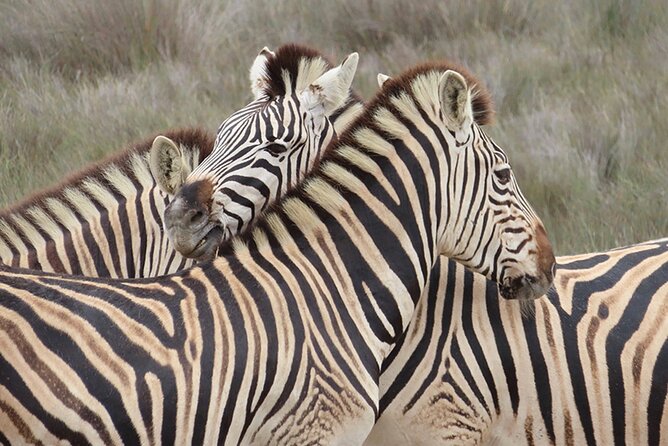 Wildlife Safari, Olive, Beer/Wine Tasting Day Tour from Cape Town - Buffelsfontein Game & Nature Reserve: your 3-hour wildlife window