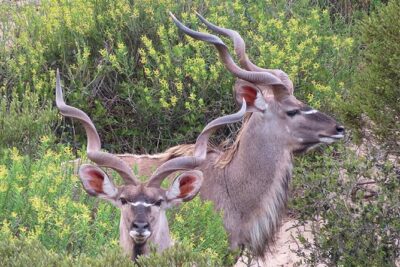Wildlife Safari, Olive, Beer/Wine Tasting Day Tour from Cape Town