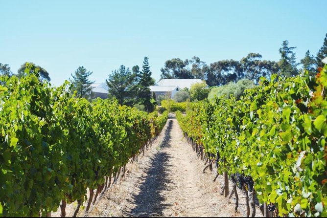 Wine Beer and Biltong Safari - Stellenbosch - Who This Tour Is Best For (and Who Might Want Another Option)