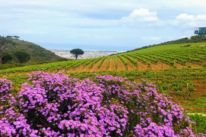 Wine tasting - Boutique farms - Your Guide, the Real Luxury: Tingo, Sungani, and the Best Kind of Hosting