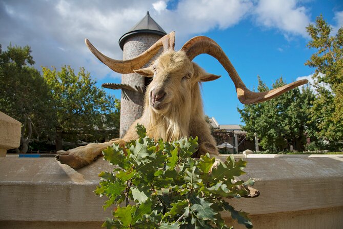 Wine Tasting in Cape's Top Three Winelands Private Tour - A half-day plan through Cape winelands country