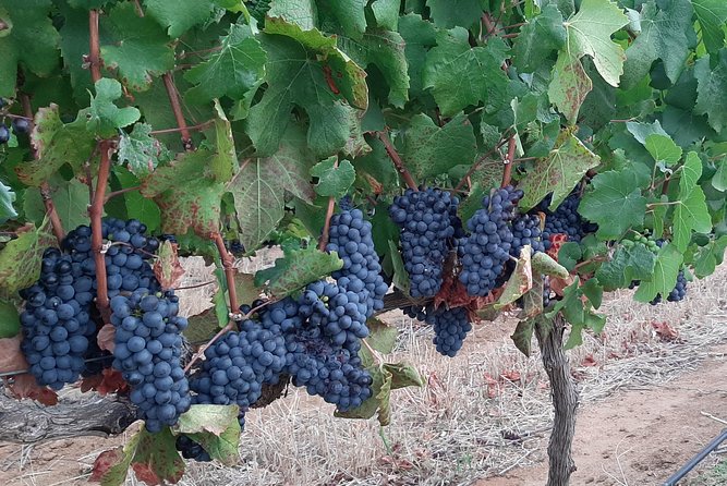Wine Tour to Stellenbosch & Franschhoek with Tastings & Lunch - Pickup at 10:00 and the Day’s Overall Pace